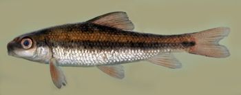 Media type: image; Ichthyology 99412